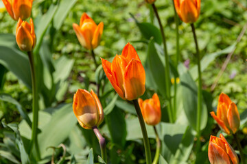 Beautiful blooming orange tulip flowers