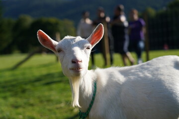 Obraz premium 北海道トマムでのヤギ