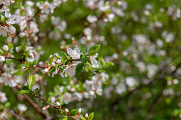 Blooming cherry tree