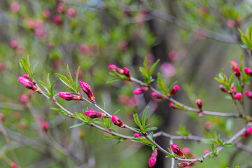 Beautiful pink buds on a tree on spring