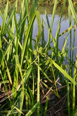 Zarośla wodne, Polska © Ewa