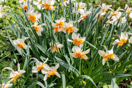 Photo of the Flower of Poet`s Narcissi or Pheasant`s Eye Narcissus Poeticus in botanical garden.