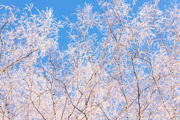 winter forest. trees covered with frost and snow