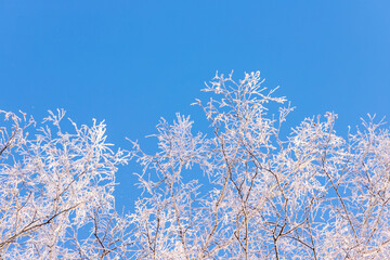 winter forest. trees covered with frost and snow