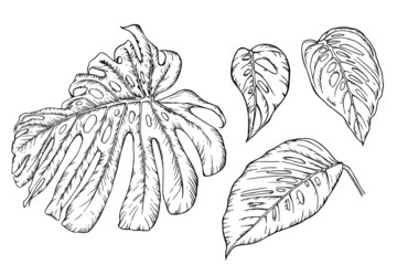 Monstera leaves. Graphic illustration.
