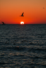 Seagulls flying during a beautiful sunrise photographed at the Black Sea shore in Romania. Amazing seaside landscape with vivid orange sky color.