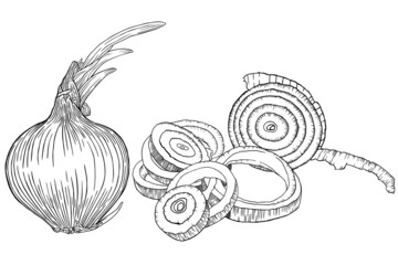 Onion, whole and sliced. Vector illustration. Sketch.