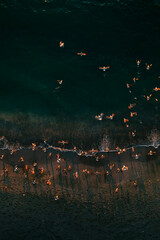 Birds eye aerial view of some seagulls standing on a beach and flying over the sea water waves during a beautiful sunrise landscape