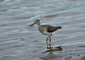 Sandpiper wading in shallow water