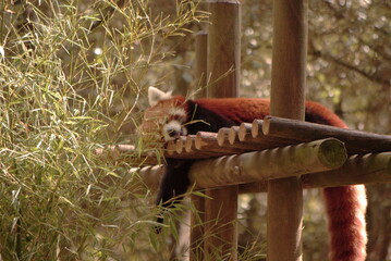 Panda roux
