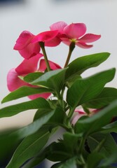 periwinkles flower closeup