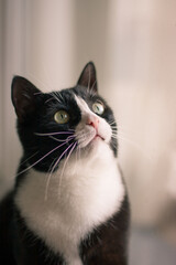 Beautiful black cat sitting on windowsill and looking to a window