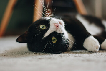 cute black cat with a white neck is lying on his back on the carpet and staring at the camera