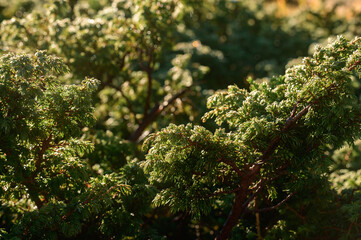 Juniperus carpathian close up, a variety of juniper.