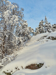 Rocky mountainside and pine forest in winter: lots of snow, northern European nature, Finnish Tuusula.