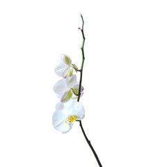 Fototapeta premium the stem of the white phalaenopsis flower