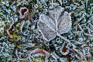 Hojas heladas