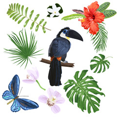 Toucan, hibiscus, monstera, palm, orchid, butterfly. Set of vector elements.