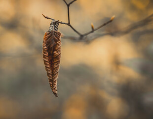 A single isolated wrinkled dried leaf hanging from the tree branch.