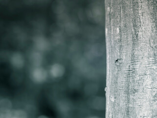 Abstract monochrome picture in the woods with a tree trunk in the foreground and bokeh lights in...
