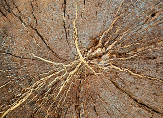 Close up detail with cut wood tree section with cracks and annual rings. Stump tree surface texture background.