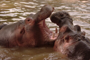 hippopotames bouche ouverte