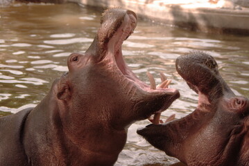 hippopotames bouche ouverte
