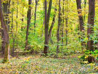 Autumn forest landscape in Baneasa forest near Bucharest, Romania.