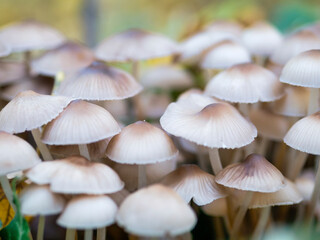 Bunch of Wild Mushroom Fungi in the forest.