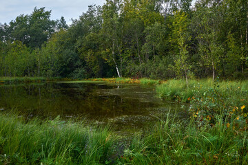 A small swamp pond in the forest: the nature of northern Europe, the beginning of autumn.