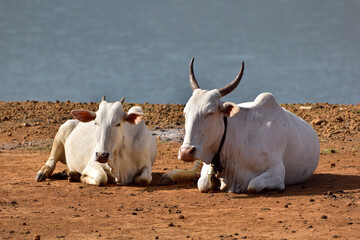 Indian cow