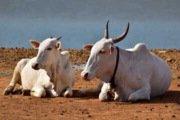 Indian cow