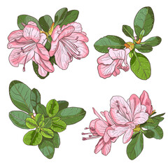 Azaleas. Flowers and leaves. Color vector illustration.