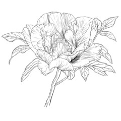 Peony flower. Vector illustration. Sketch.