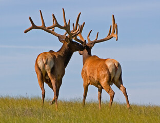 bull elk