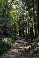 Obraz premium 妻籠ー馬籠間の散策路