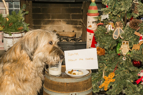 A cute Korean Sheepdog stealing Cookies and Milk left out for Santa.