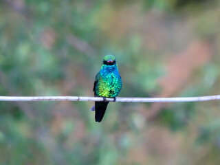 Plano general a un colibrí descansando en el cordel