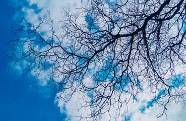 bare branched tree against a cloudy blue sky on a winter day