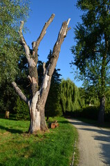 Zniszczone stare drzewo w parku - obrazy, fototapety, plakaty