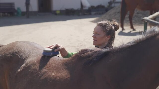 horse care, combing and brushing. young woman takes care of the horse before the ride