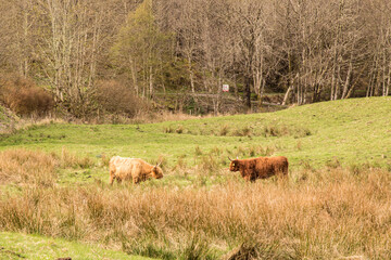 cows in the field