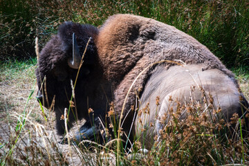 Buffalo resting in midday sun.