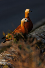 Two colorful ducks in nature