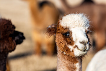 Smiling Alpaca portrait with cute brown and white fluffy face