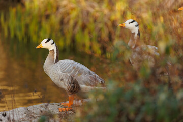 Grey gooses in natural setting