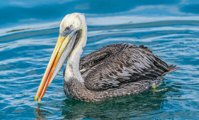 Peruvian pelican under the sun
