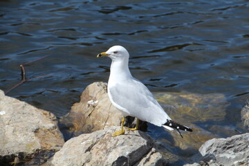 Gull On The Rocks, William Hawrelak Park, Edmonton, Alberta