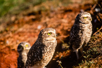 Family Owl 