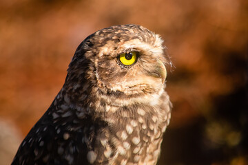 great horned owl